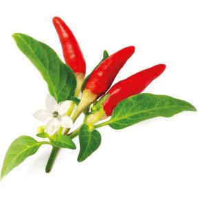 Click & Grow Navulling Red Hot Chili Pepper 3 Stuks